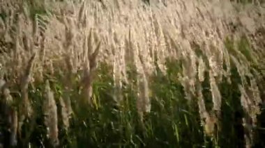 Rüzgarda sallanan yeşil çimenler.
