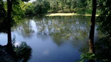 Nehir kenarı bitkileri