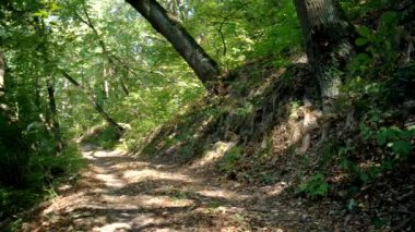 ormanda geçen güneş ışığı