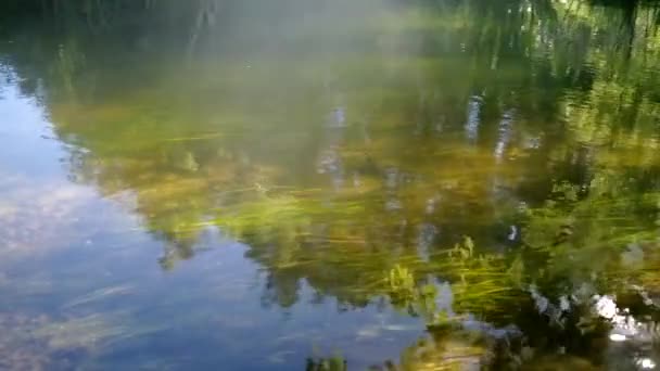 Bewegende waterplanten — Stockvideo