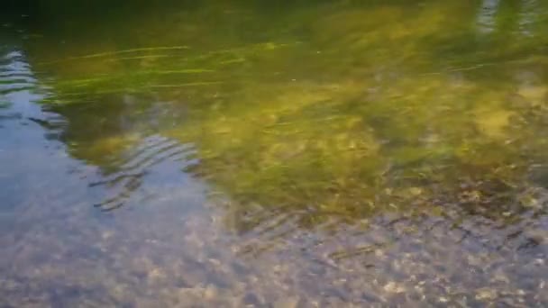 Перемещение водных растений — стоковое видео