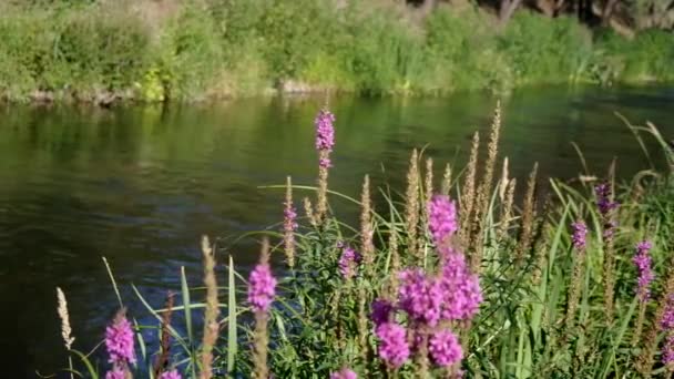 Δίπλα στο ποτάμι φυτά — Αρχείο Βίντεο