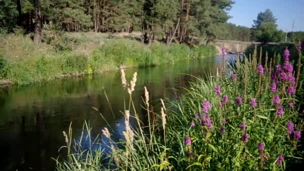 Plantes riveraines 