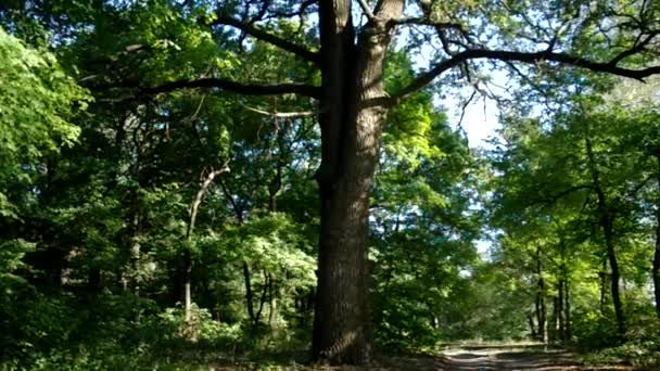 Foresta di abete rosso in Ultima luce del sole — Video Stock