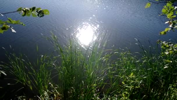 Riverside plants — Stock Video