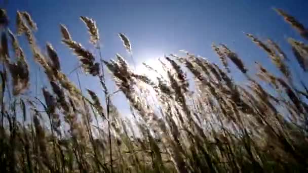 Groen gras zwaaiend in de wind. — Stockvideo