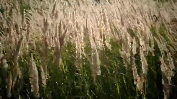 Groen gras zwaaiend in de wind. — Stockvideo