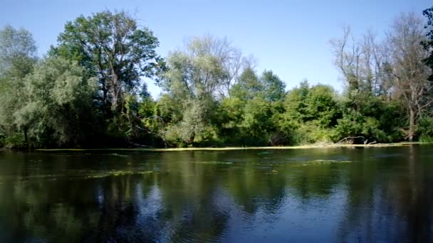 Plantes riveraines 