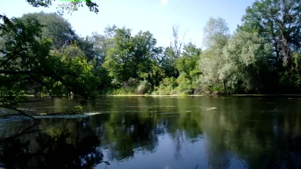 Nad rzeką roślin — Wideo stockowe