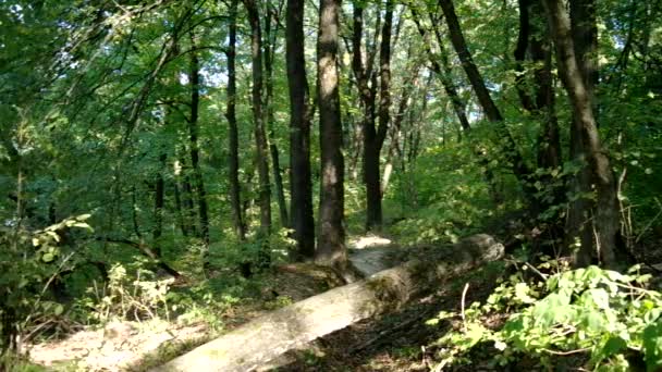 Bosque en la última luz del sol — Vídeos de Stock