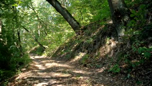 Forêt en Dernière Lumière du Soleil 