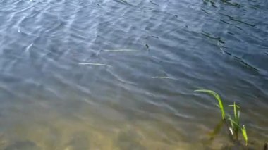 Nehir kenarı bitkileri