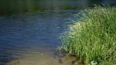 Nehir kenarı bitkileri