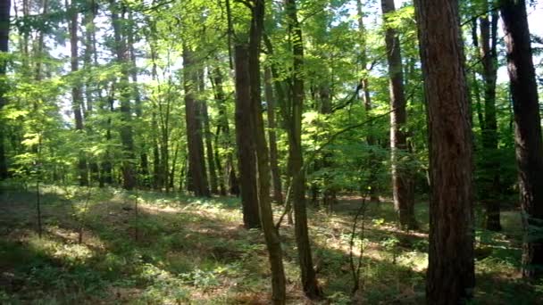 Forêt en Dernière Lumière du Soleil — Video