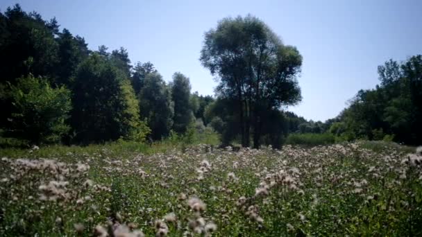 Witte bloemen lente — Stockvideo