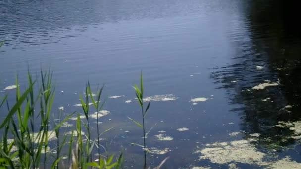 Plantes riveraines 