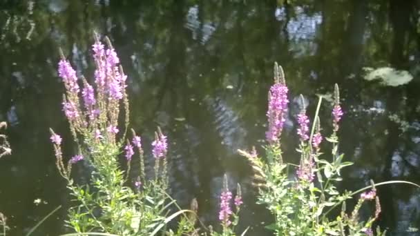 Красные цветы на берегу реки — стоковое видео