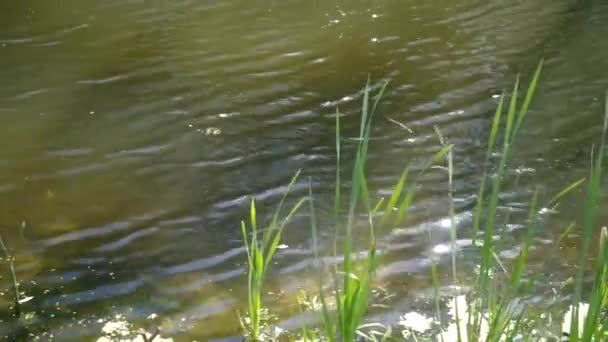 Plantes riveraines — Video