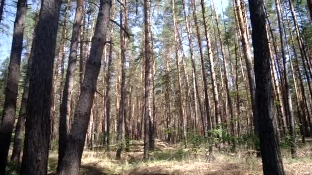 Ağaçları orman — Stok video