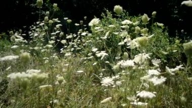 beyaz çiçekler bahar