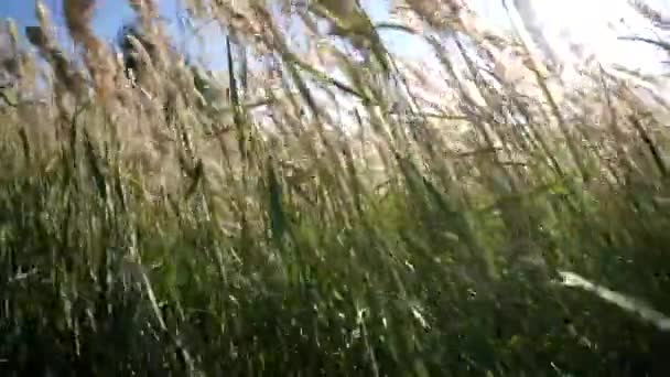 Hierba verde balanceándose en el viento. — Vídeo de stock