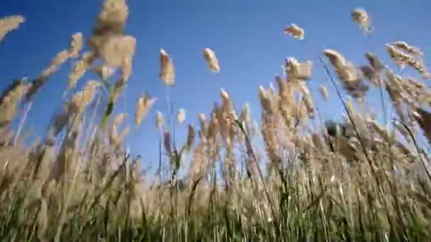 Groen gras zwaaiend in de wind. — Stockvideo