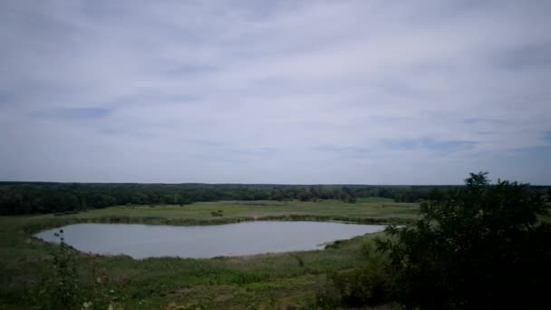 Flowing river and green reeds — Stok video