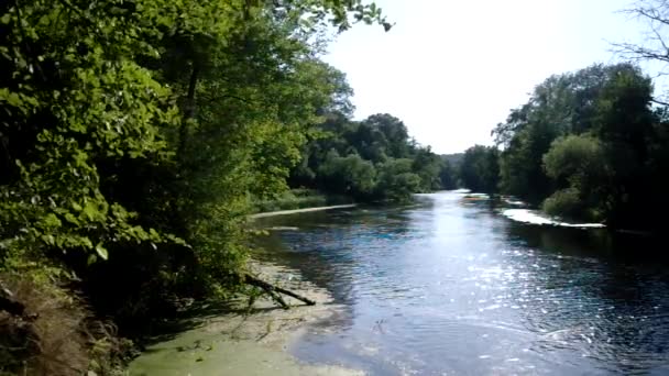 Piante lungo il fiume — Video Stock