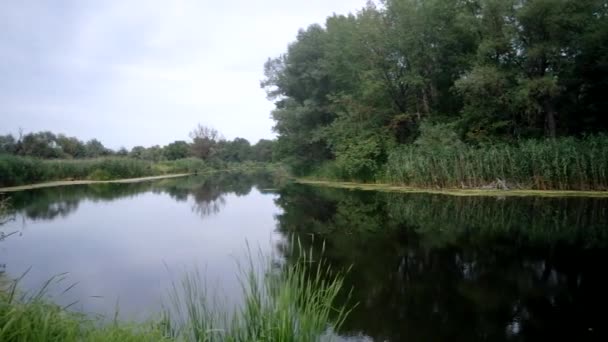 Nad rzeką roślin — Wideo stockowe