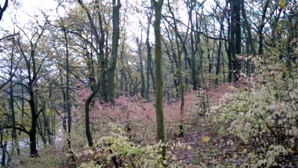 Bosque escena — Vídeo de stock