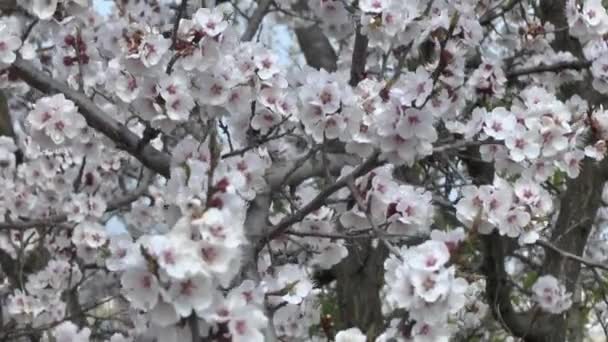 Blomstrende aprikostre – stockvideo