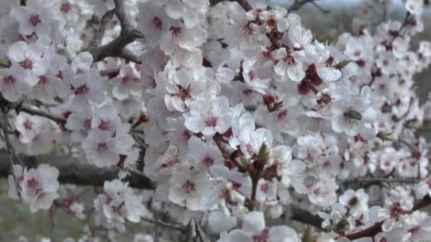 Blossoming apricot tree — Stock Video