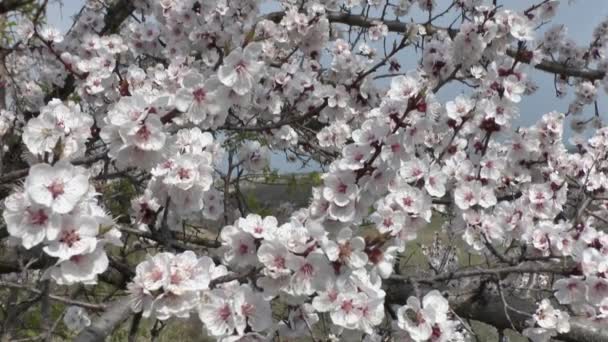 Blossoming apricot tree — Stock Video