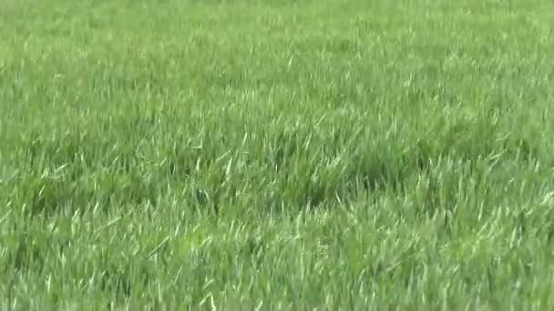 Herbe verte