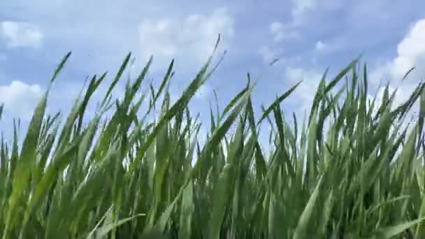 Green grass — Stock Video