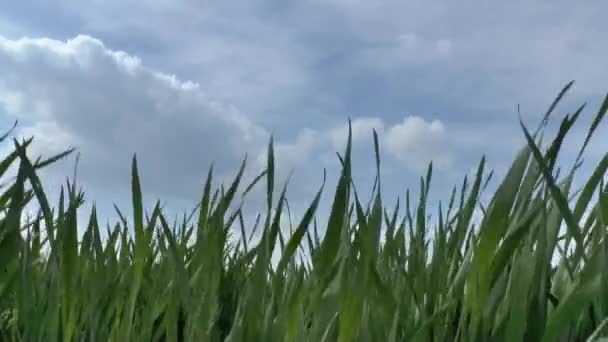 Herbe verte
