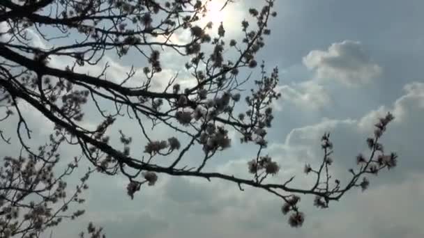 Abricot en fleurs 