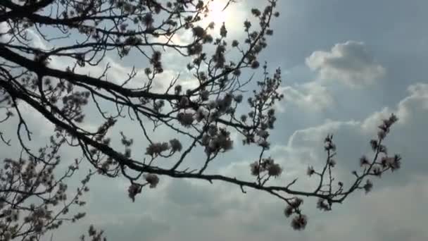 Árbol de albaricoque en flor — Vídeo de stock