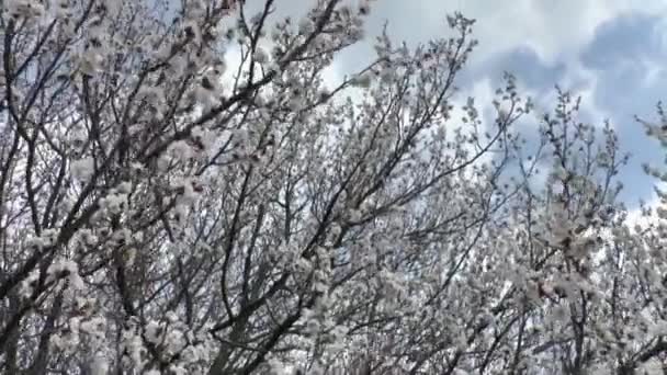 Blossoming apricot tree — Stock Video