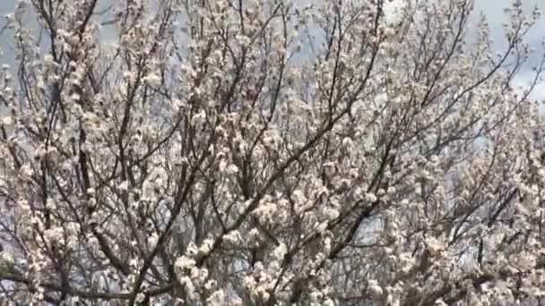 Árbol de albaricoque en flor — Vídeo de stock