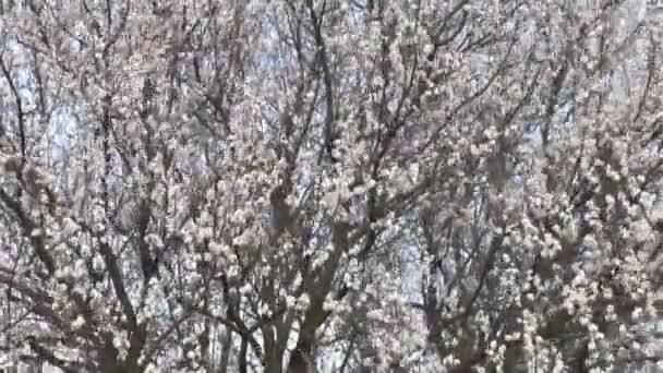 Blommande aprikos träd — Stockvideo