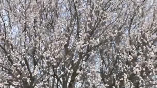 Abricot en fleurs 