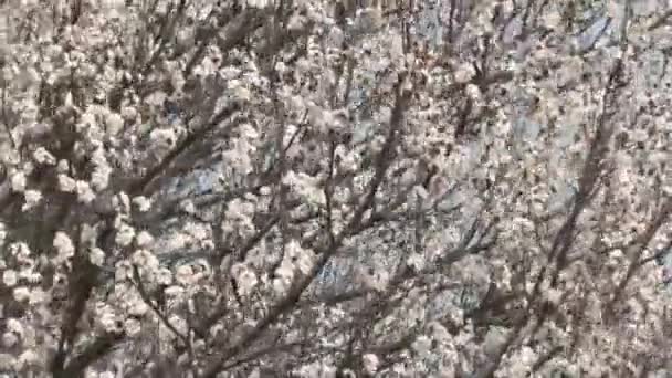 Blossoming apricot tree — Stock Video