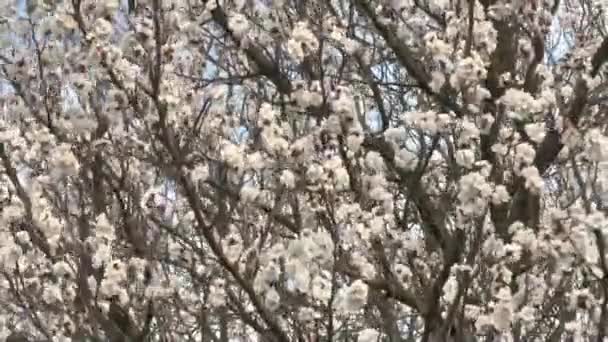 Blossoming apricot tree — Stock Video