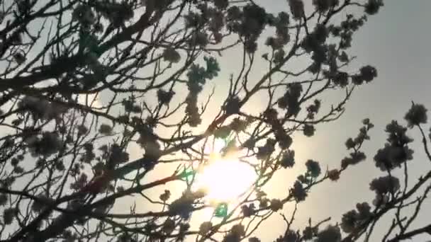 Árbol de albaricoque en flor — Vídeo de stock