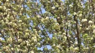 Çiçek açan Ağaç