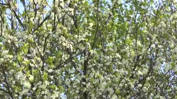 Árbol en flor . — Vídeo de stock