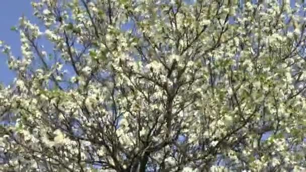 Arbre en fleurs .