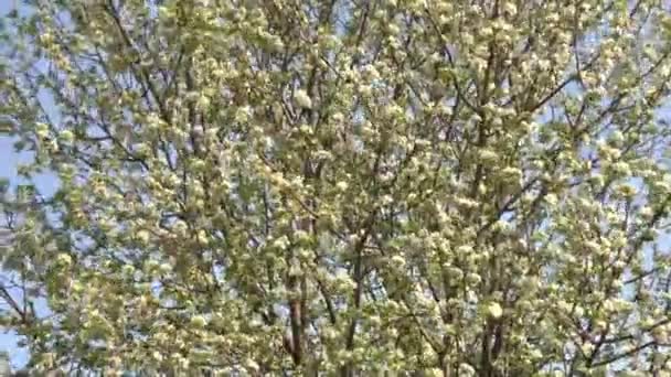 Árbol en flor — Vídeo de stock