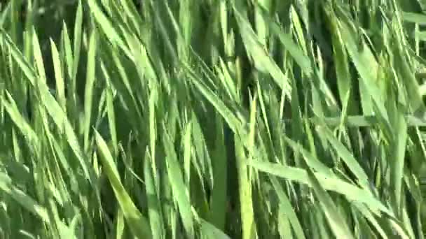 Groen gras — Stockvideo